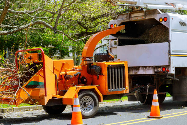 Best Tree Removal  in Morrisonville, NY